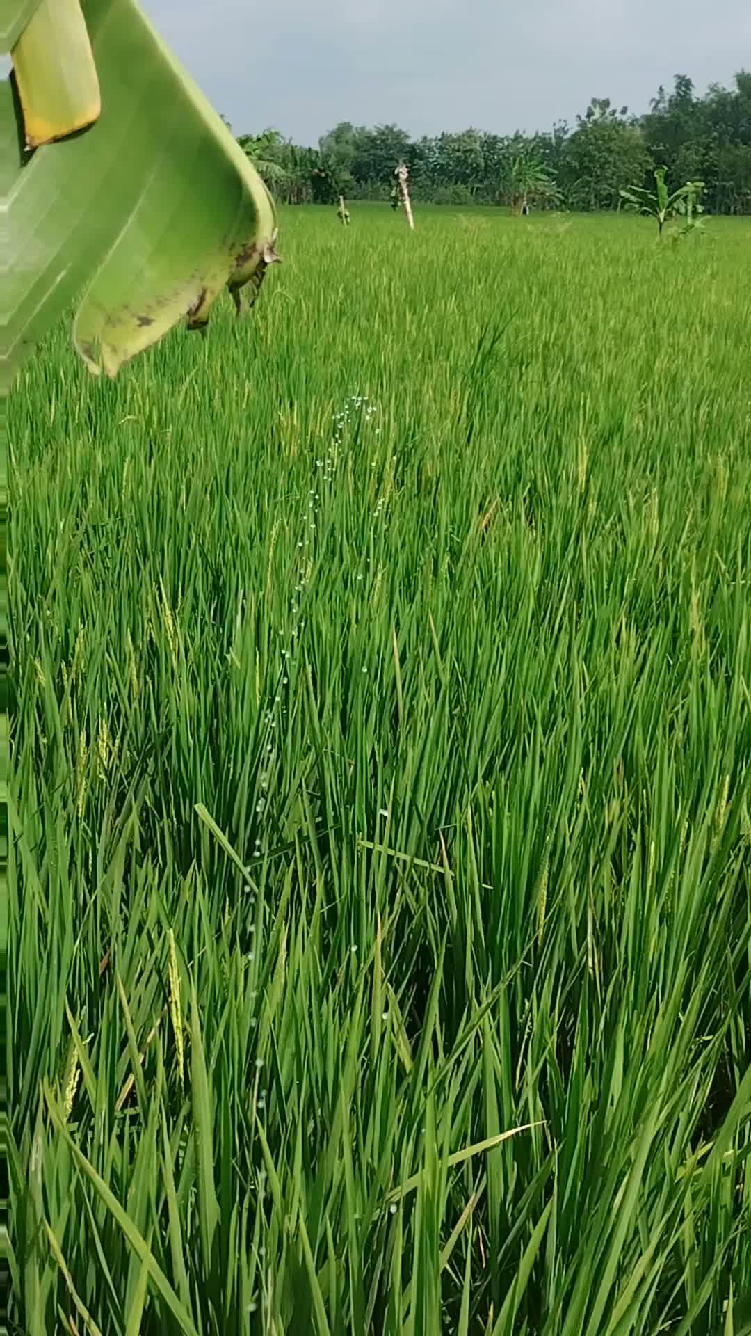 semprot tanaman padi  #RCTIPlus  #sinetronviral  #HomeOfTalentRCTIPlus 