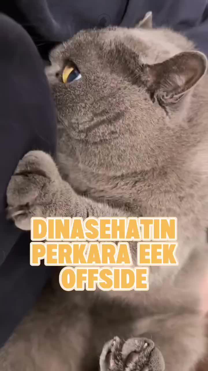 cari ulah
#HOTrctiplus #shortplus #kucingoyen #duniakucing