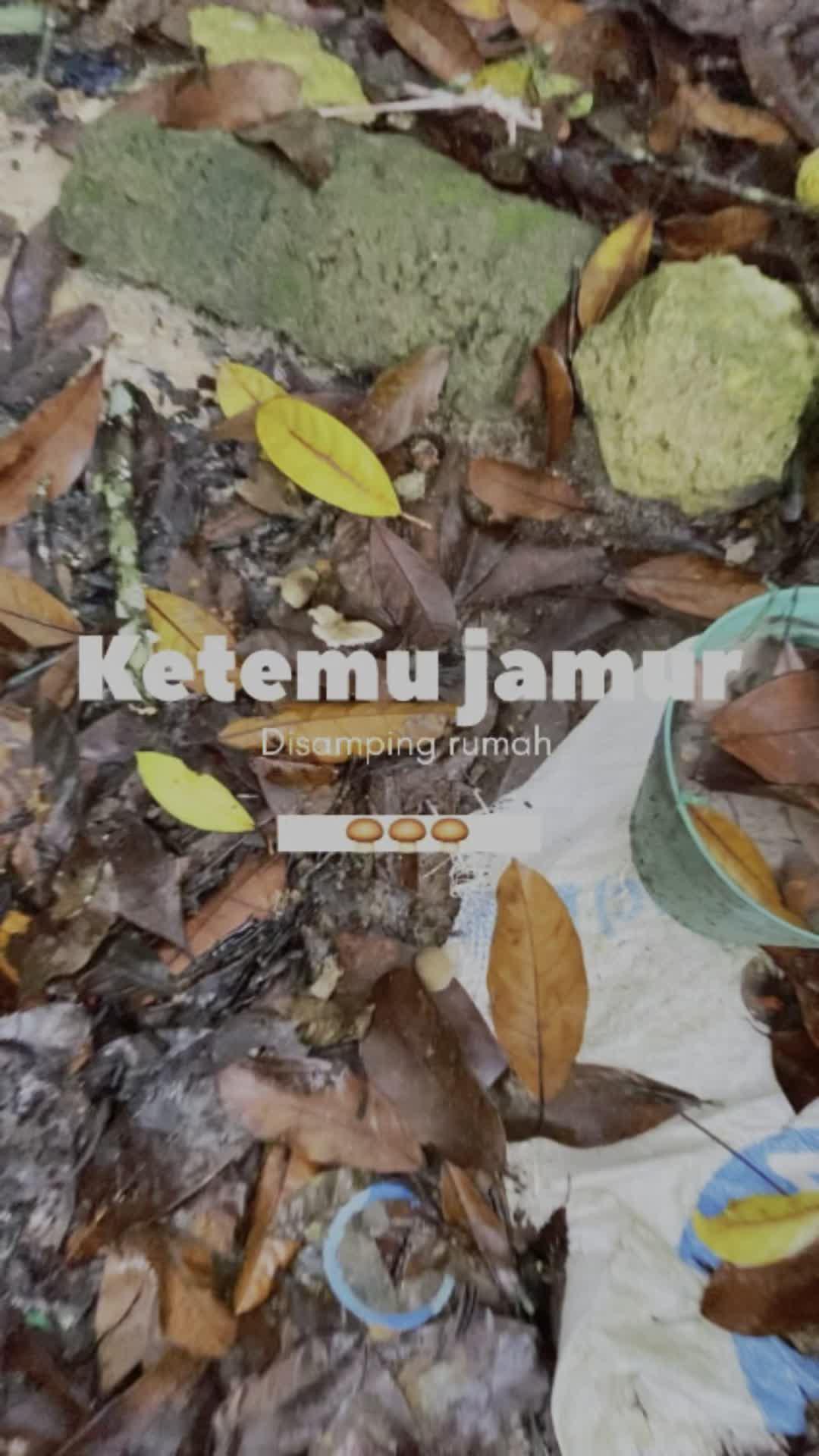 Disamping rumah ada kulat enak