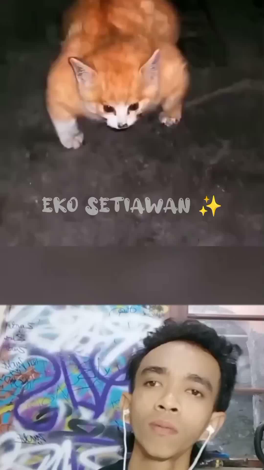 pria ini menemukan kucing aneh badannya membesar ?