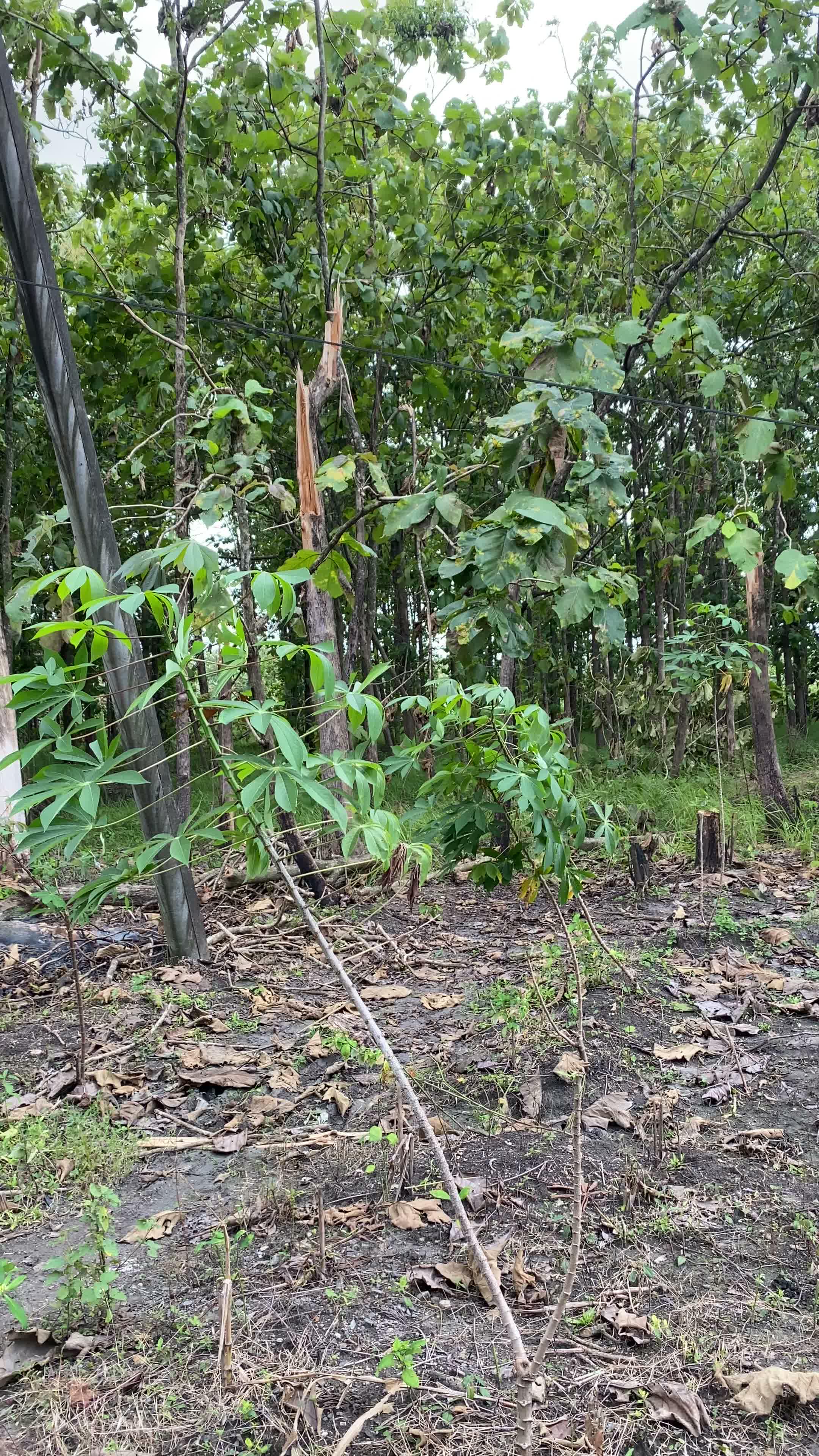 Angin kencang menumbangkan pohon jati di hutan Tambakrejo #anginkencang #musibah #bencanaalam 