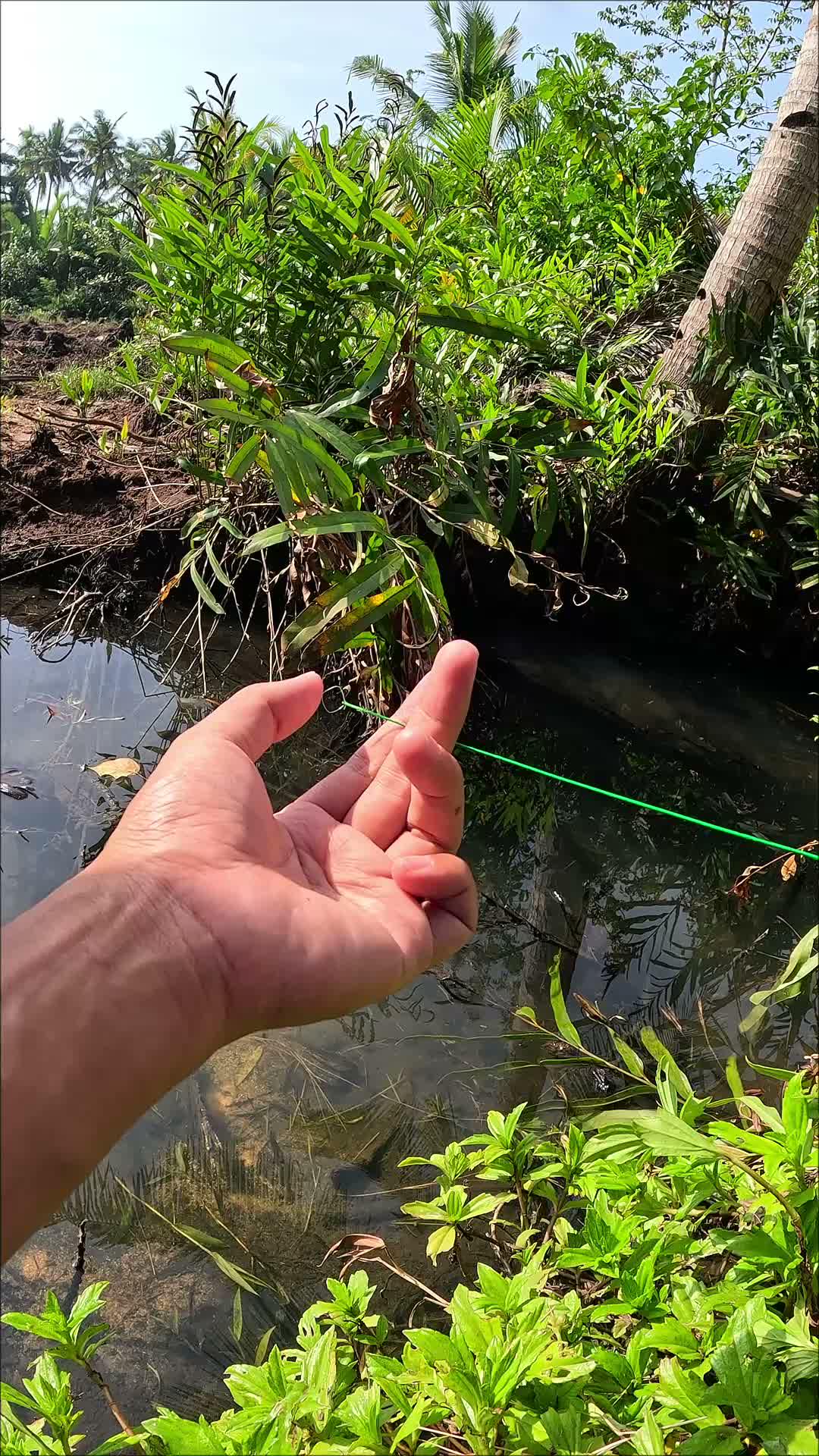 secret technique for catching shrimp #fishing #traditional #usa #usareels #UnitedStates #unitedkingdom #denmark #canada