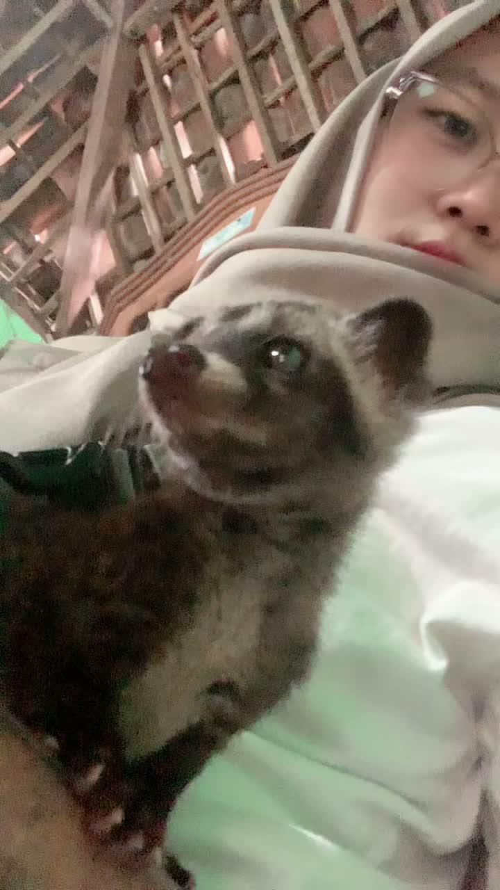 Musang pandan 1 bulan namanya cimol  #musang  #musangpanda  #Peliharaannya Lucu 