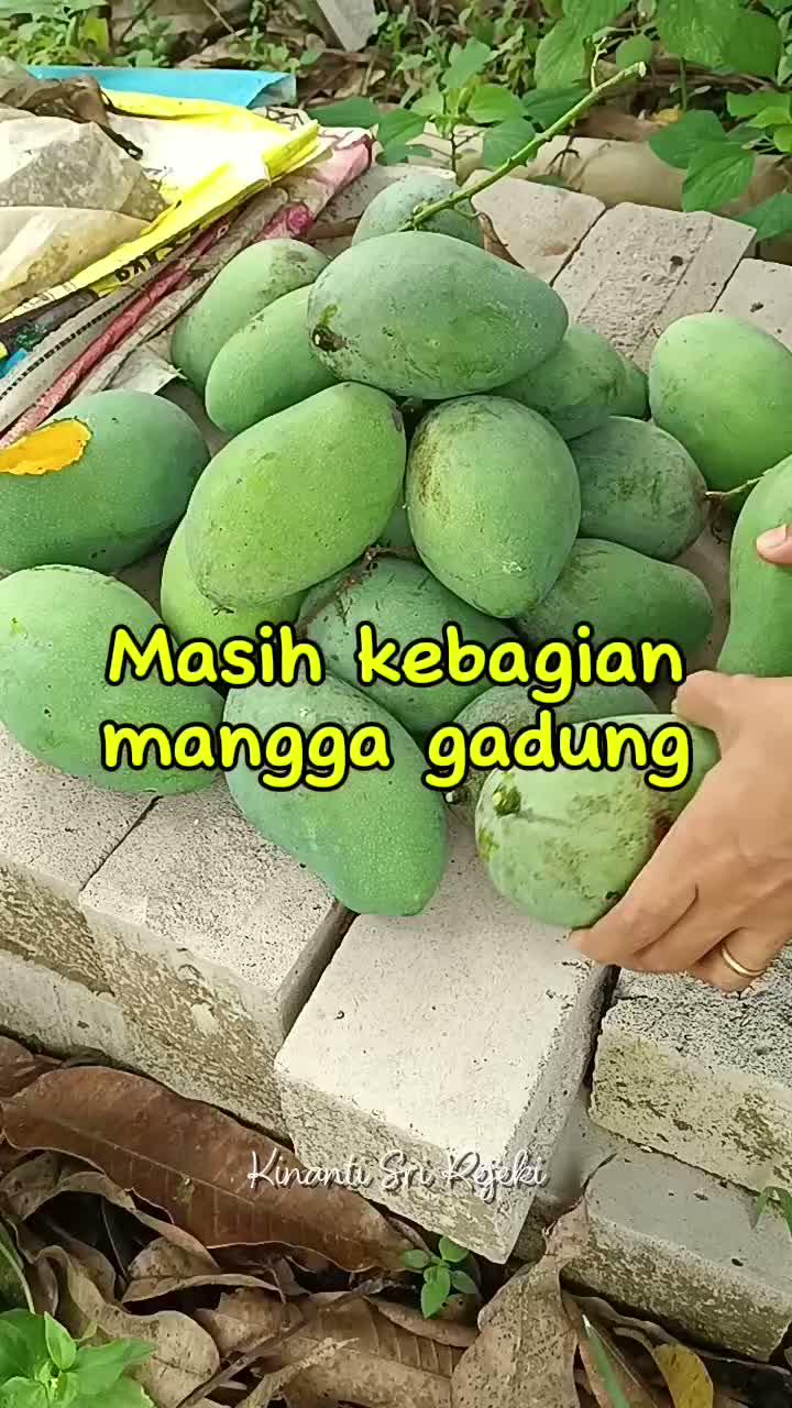 Panen lagi mangga gadung
#HOTrctiplus #RCTIPlus #shortplus #shorts #Berkebun #berkebundirumah #gardening 