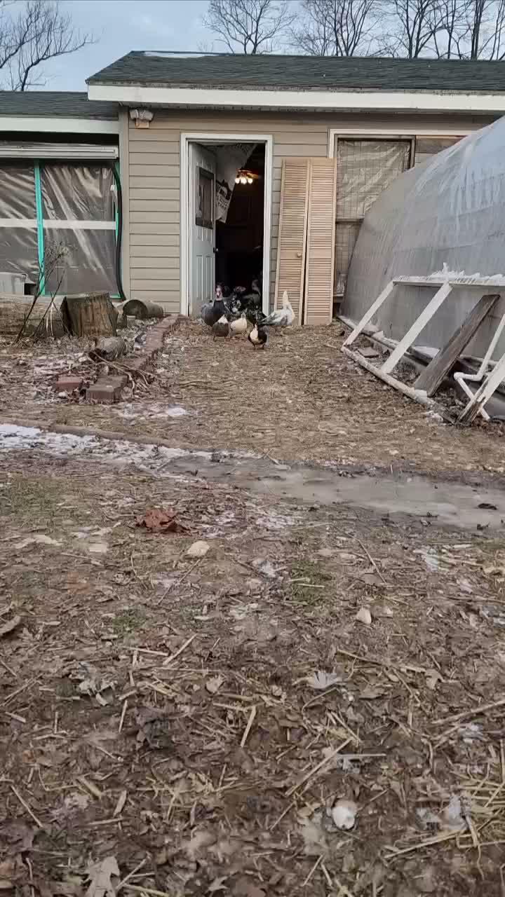 entok keluar kandang
#HOTrctiplus #shortplus #entok #peternak
