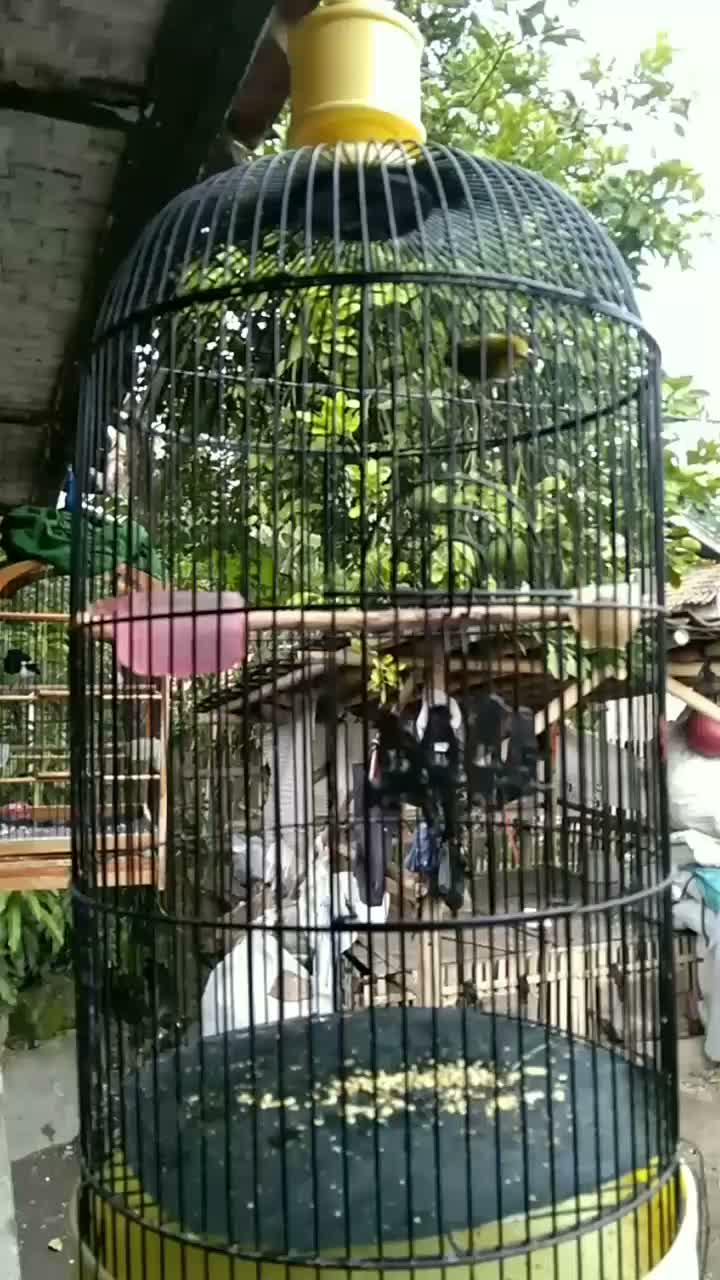 burung nya lincah banget  #short  #RCTIPlus 