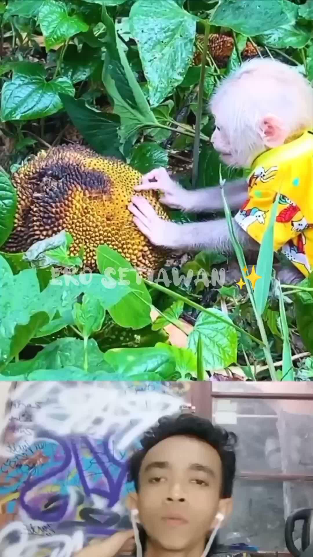 awalnya monyet ini sedang menunggu tuannya tiba tiba iya mendengar suara anak kucing,diapun langsung mencari suara itu🥰