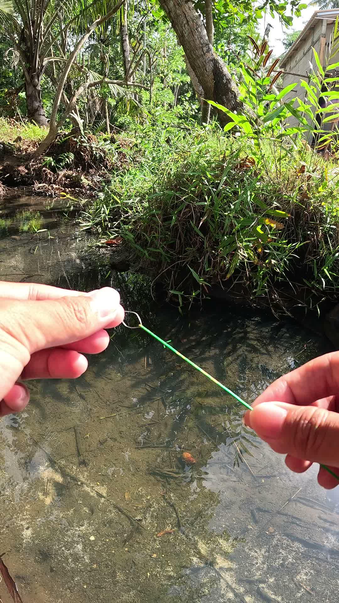 ancient method of catching shrimp #fishing #shrimp #fish #sea #traditional #usareels #UnitedStates #reelsviral #skils #fyp #trending