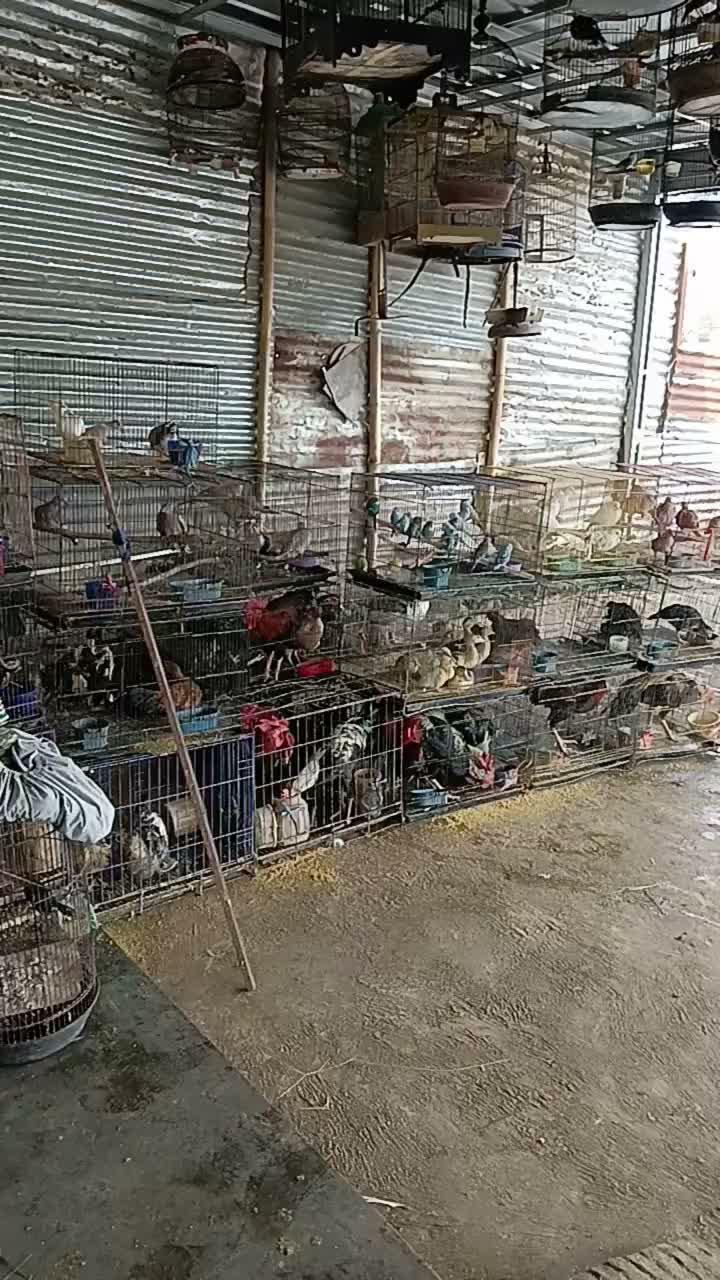 tempat burung terbesar di kdr  #short  #HOTrctiplus  #RCTIPlus 