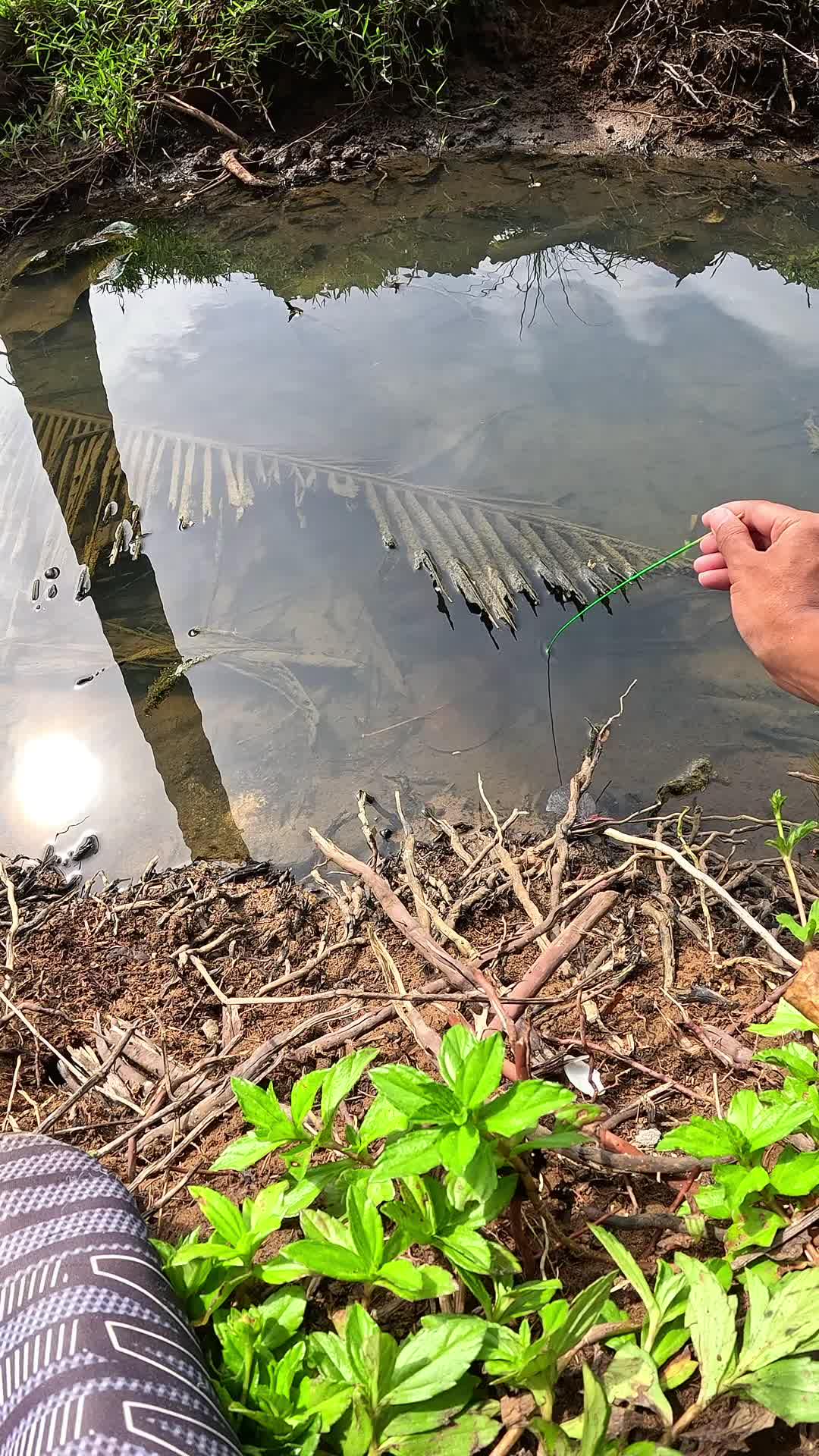 teknik cepat menangkap udang