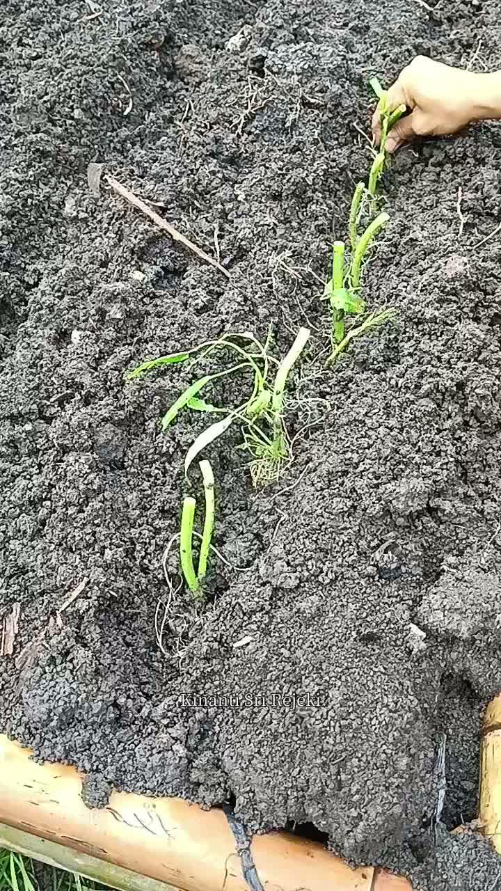 Aktivitas pagi, menanam kangkung di kebun samping rumah

#HOTrctiplus #RCTIPlus #shortplus #shorts #Berkebun #berkebundirumah #gardening  #m