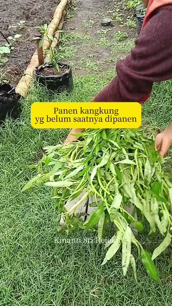 panen kangkung yg ambruk diterjang hujan deras

#HOTrctiplus #RCTIPlus #shortplus #shorts #Berkebun #berkebundirumah #gardening 