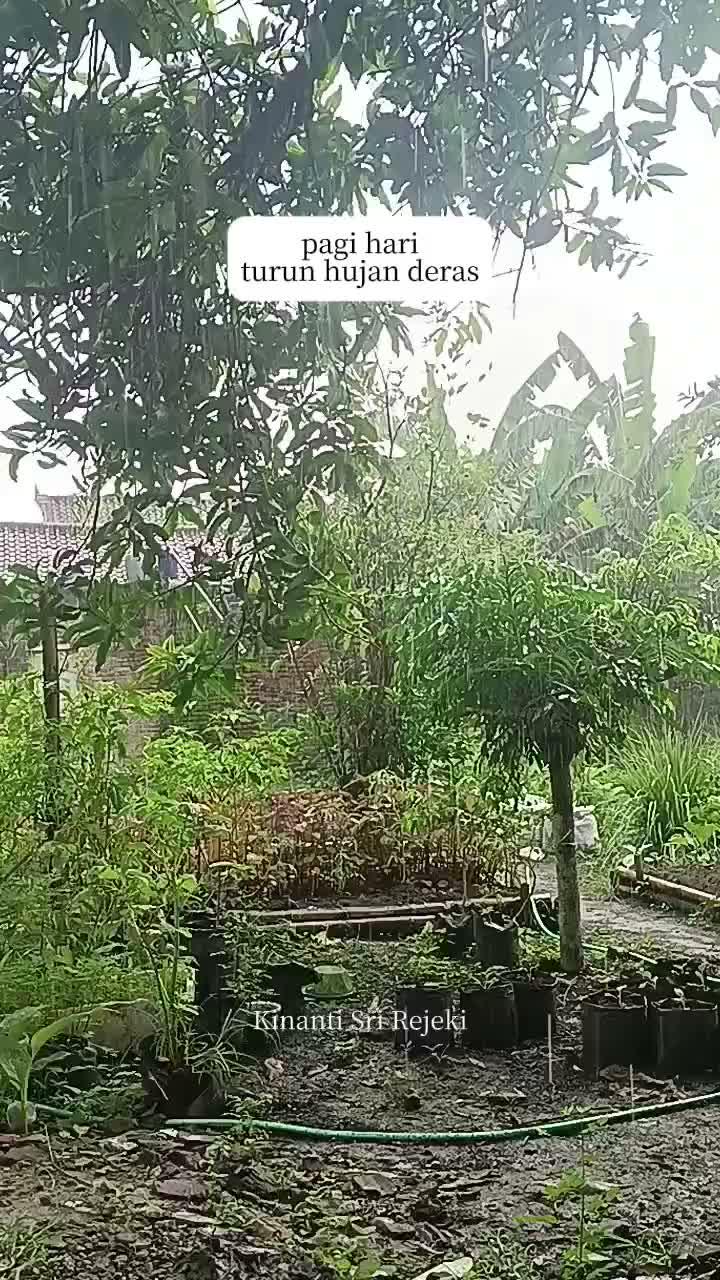 Suara dan suasana alami hujan pagi hari di desa

#HOTrctiplus #RCTIPlus #shortplus #shorts #Berkebun #berkebundirumah #gardening 
