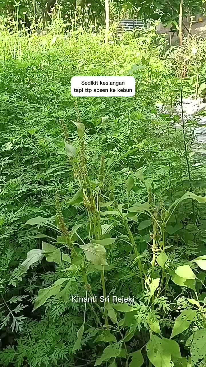 sayang sekali mangga gadung banyak yg diserang ulat
#berkebun #berkebundirumah #panenmangga #panenbuah 