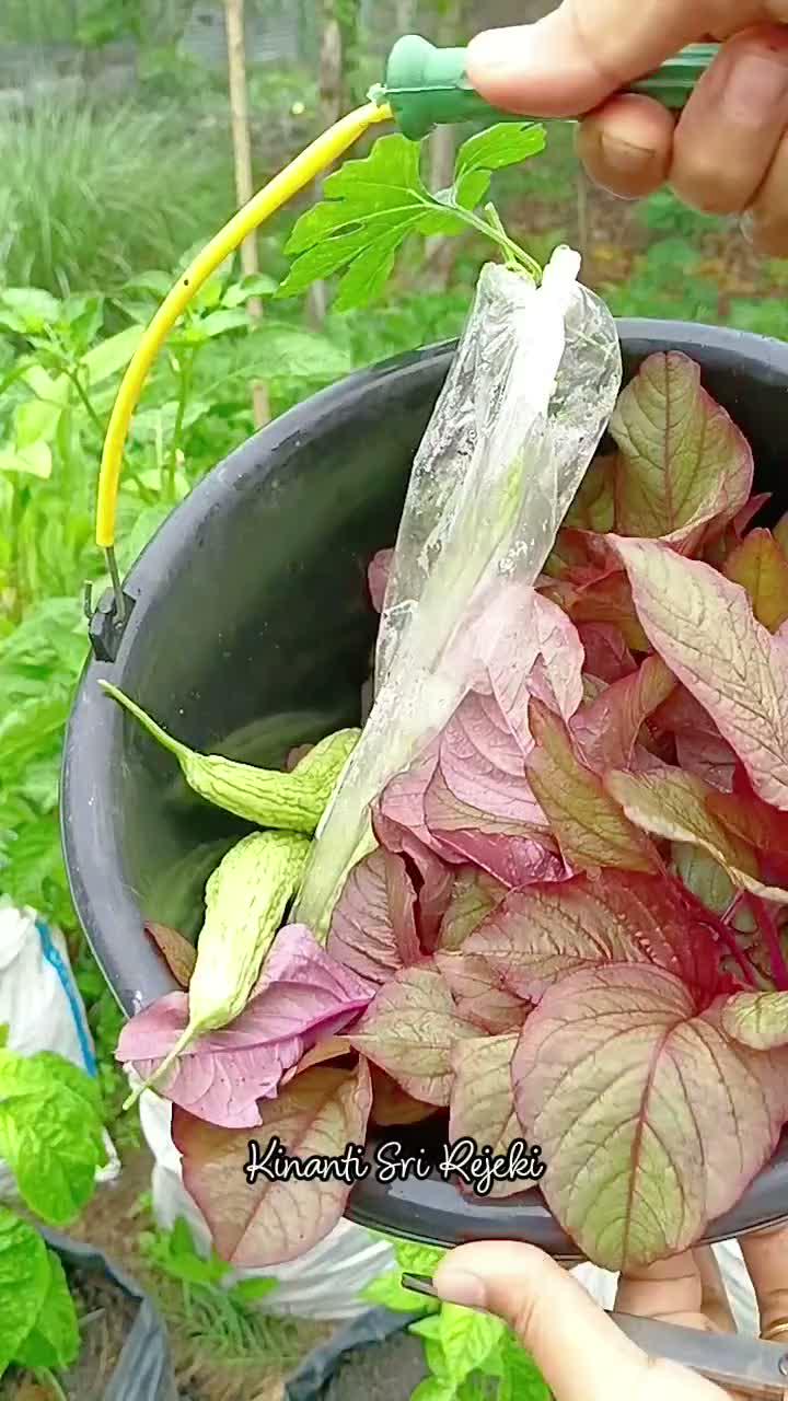 Kompilasi video sebagian panen hasil kebun samping rumah
masyaAllah

#HOTrctiplus #RCTIPlus #shortplus #shorts #Berkebun #berkebundirumah #g