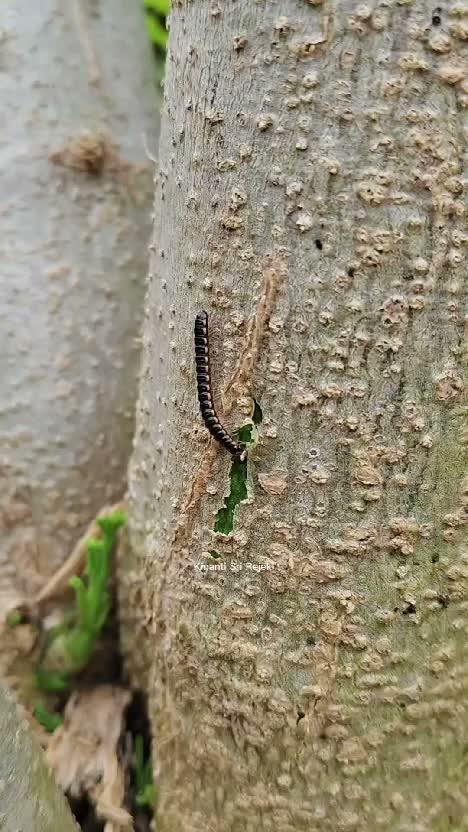 Berkebun ditemani kucing kesayangan #gardening #harvest 