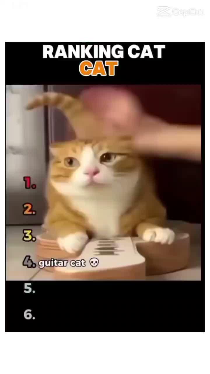 Ranking Cat Cat