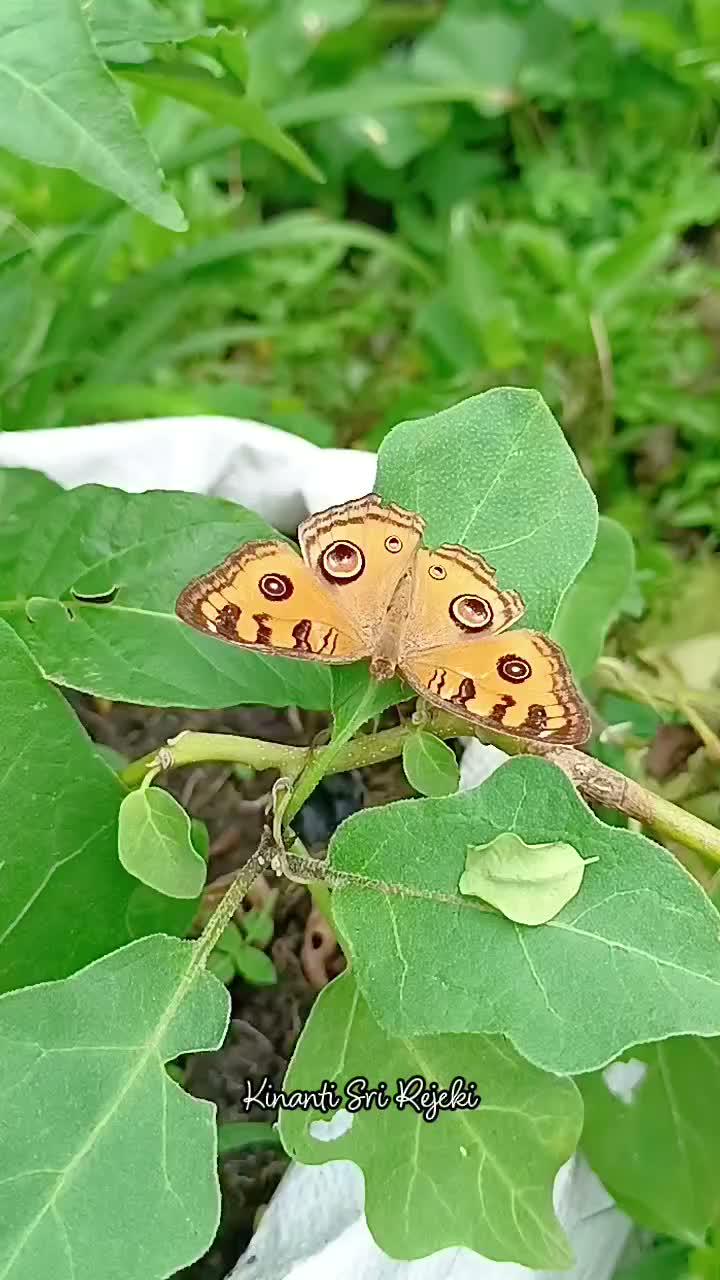 Babat tanaman pare yg sudah tdk produktif

#HOTrctiplus #RCTIPlus #shortplus #shorts #Berkebun #berkebundirumah #gardening 