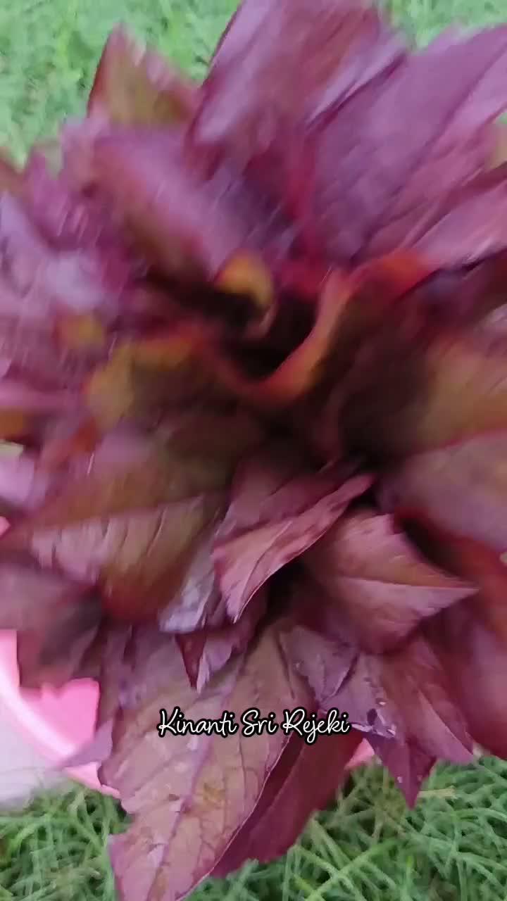 Senangnya! Panen bayam merah lagi

#HOTrctiplus #RCTIPlus #shortplus #shorts #Berkebun #berkebundirumah #gardening 