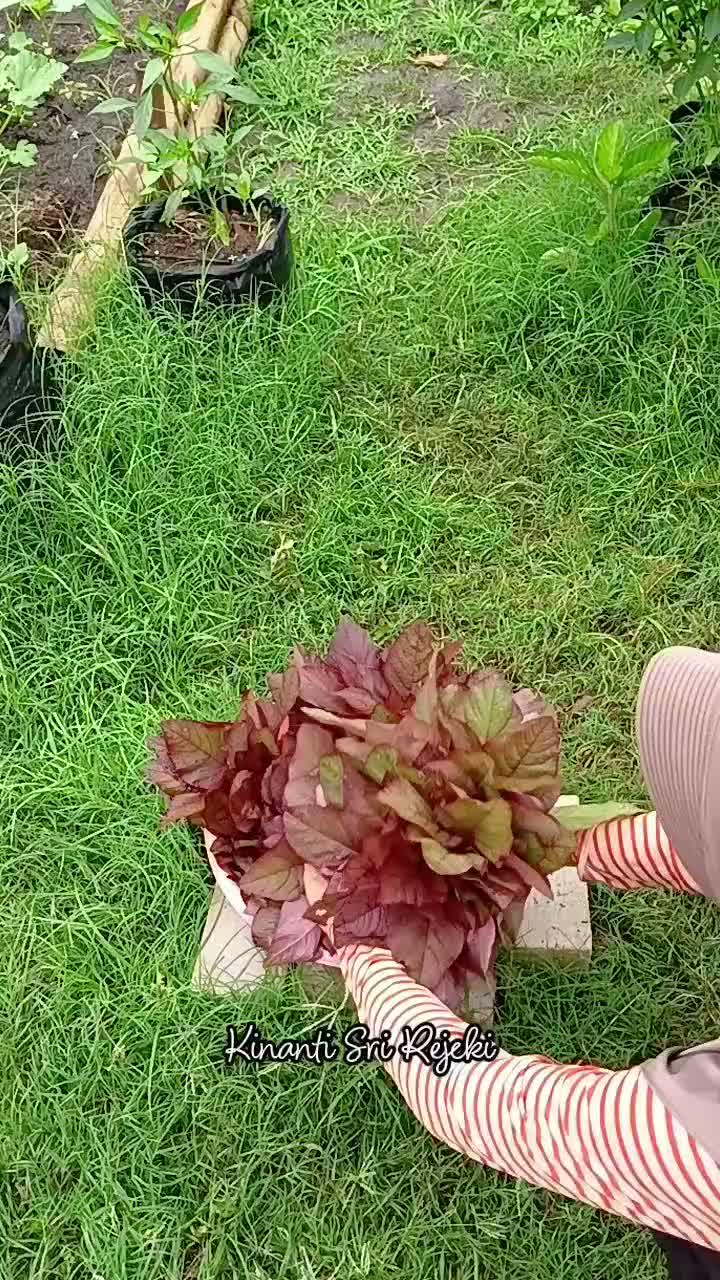 Panen labu air jumbo, bayam merah, dan tomat. di kebun samping rumah

#HOTrctiplus #RCTIPlus #shortplus #shorts #Berkebun #berkebundirumah #