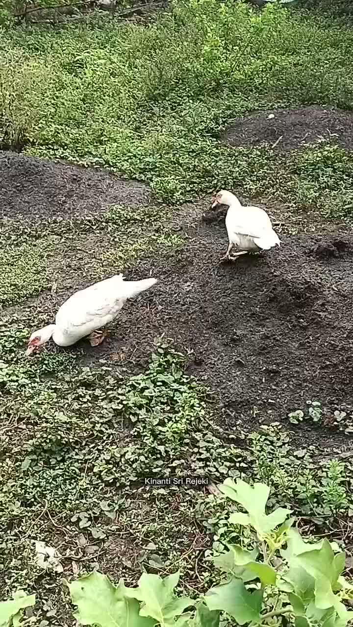 Panen pepaya california di kebun belakang rumah