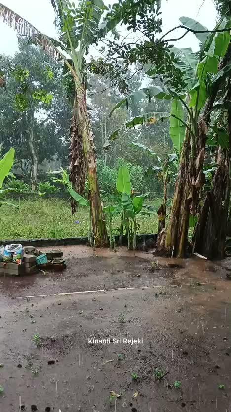 suasana hujan sore di kampung halaman