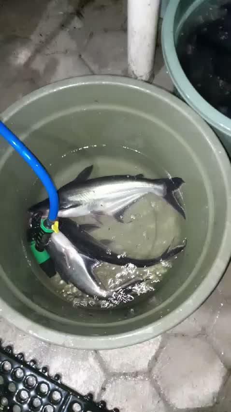ikan